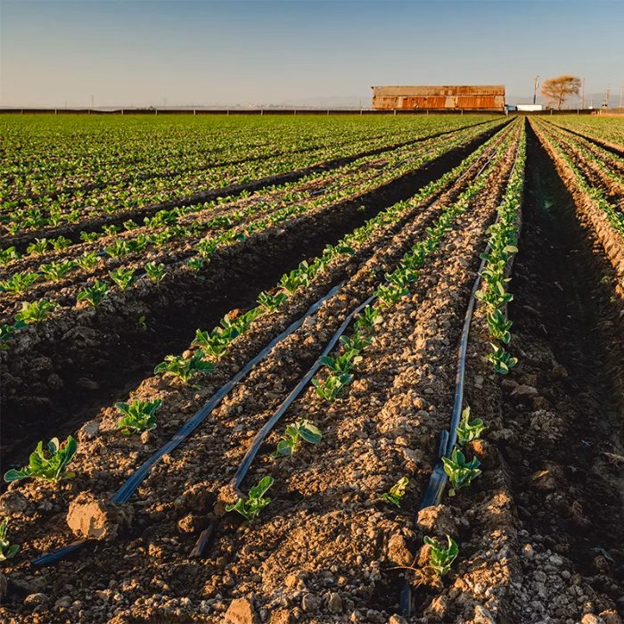 Organized commercial crop rows representing Barwaaqo Agri Group's scale and professionalism
